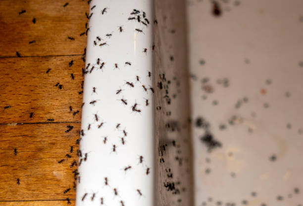 Best Spider Control Near Me  in Fremont, IN